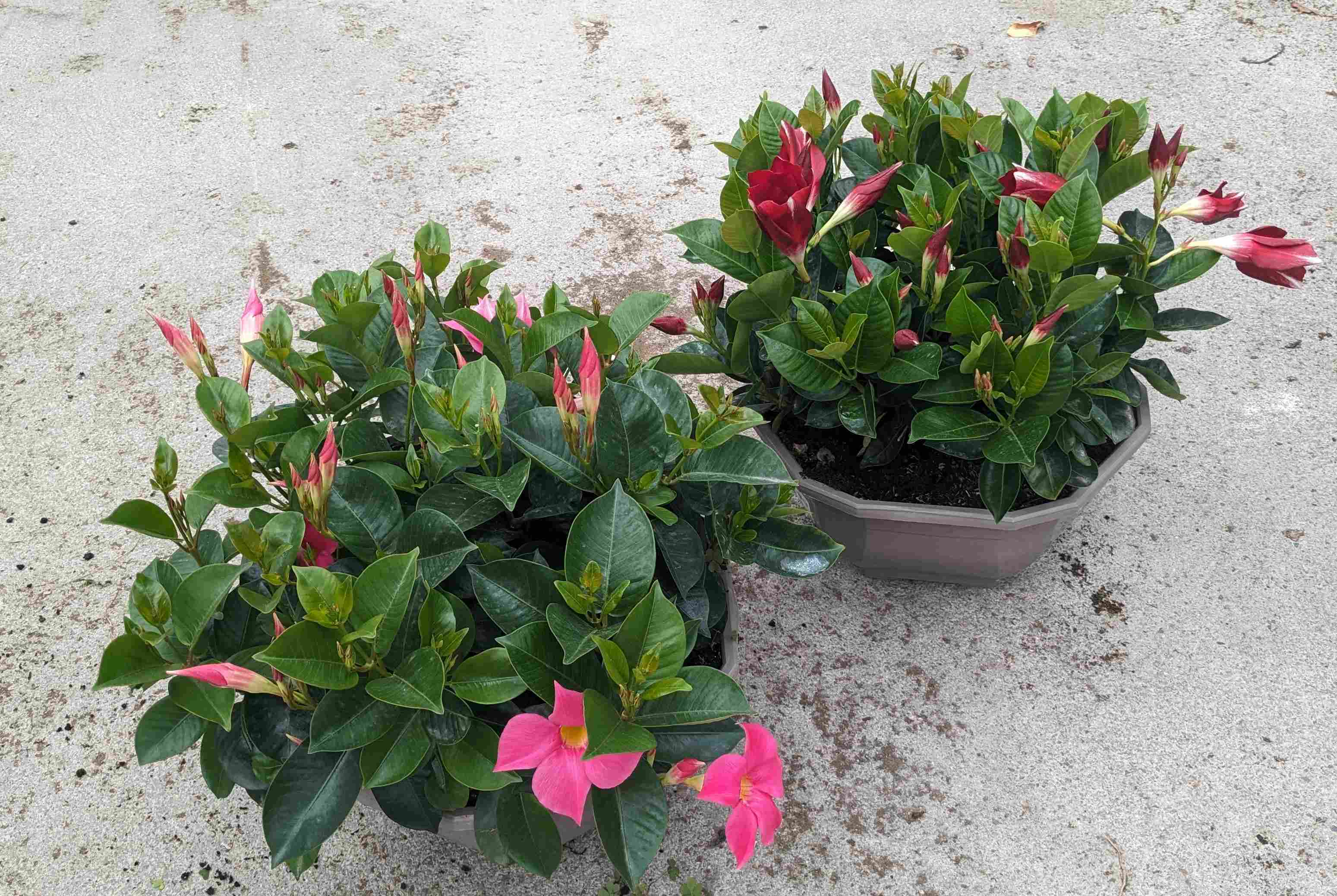 DIPLADENIA COLECCION C 32 OCE