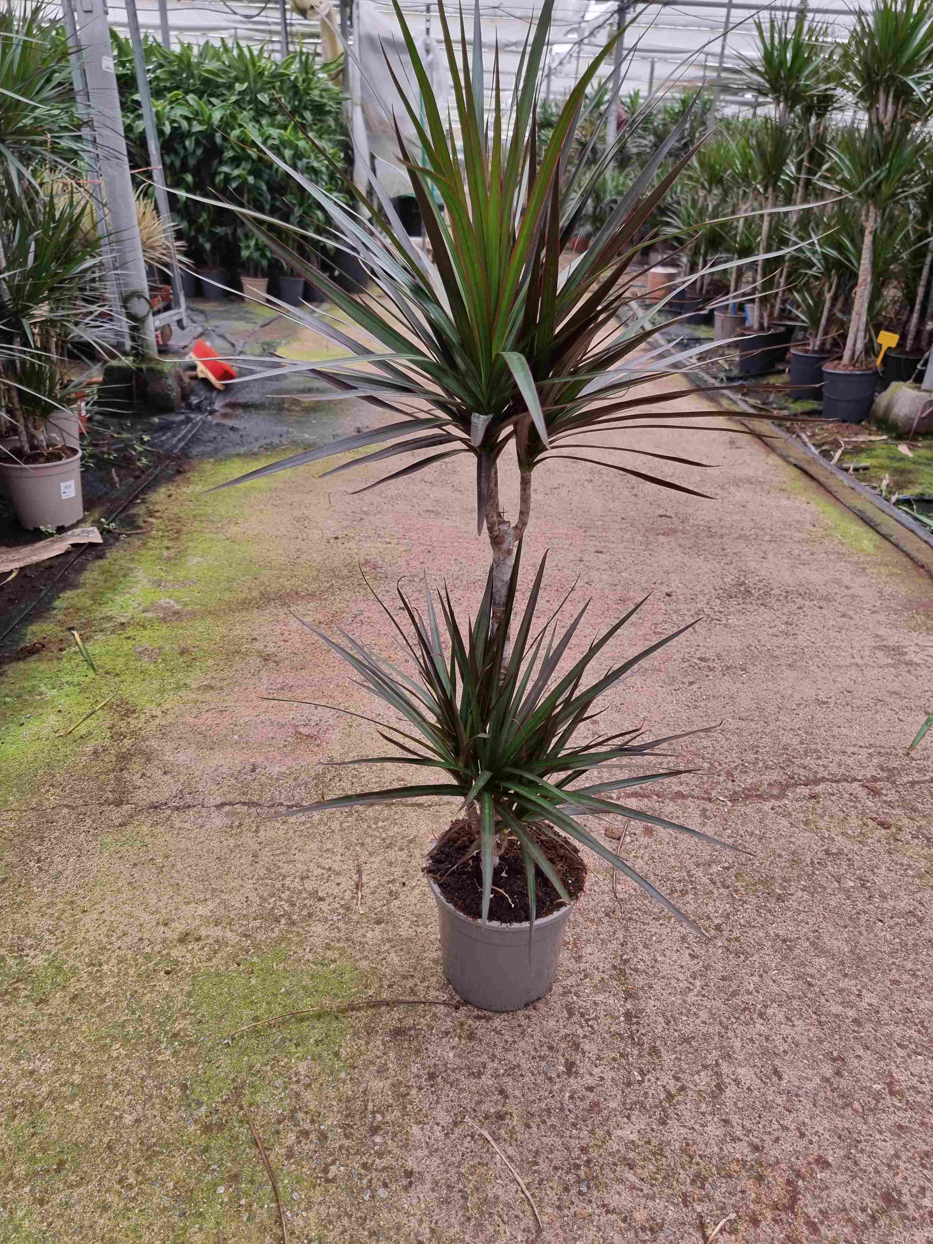 DRACAENA MAGENTA C 17 45.15 CM