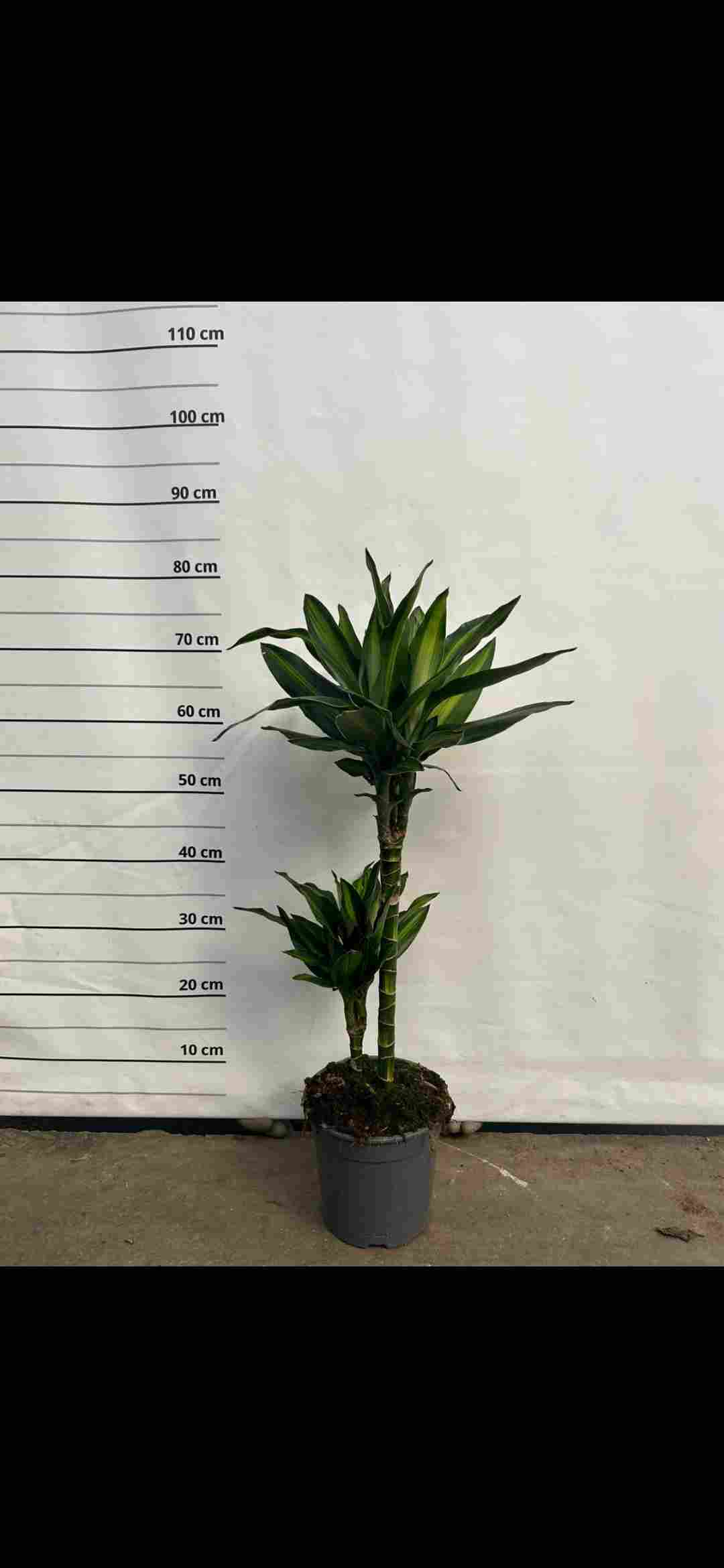 DRACAENA SILINDRO C 18 45.15 CM