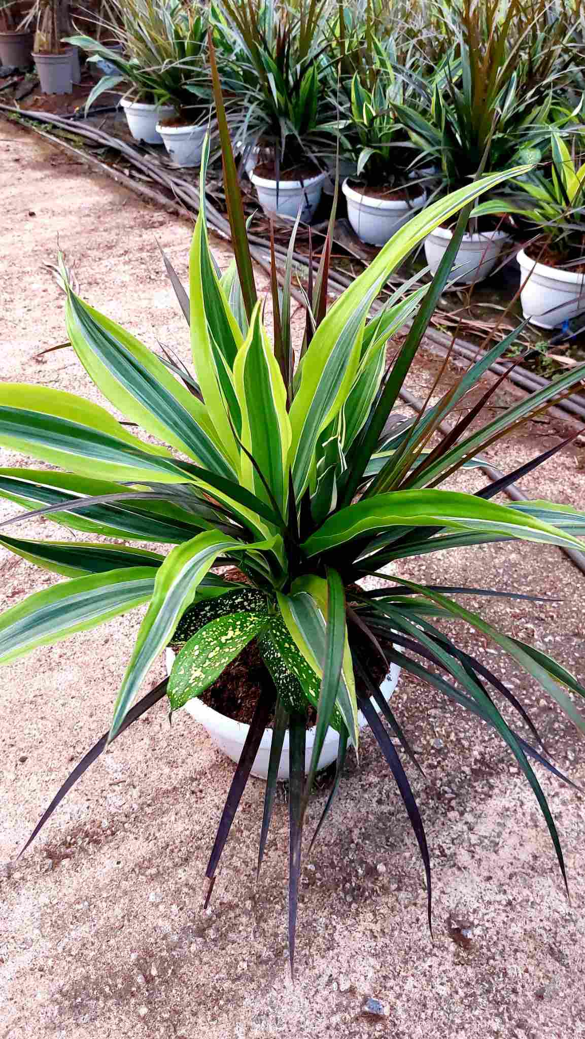 DRACAENA MIX COMPOSICIÓN C 20 Tarrina