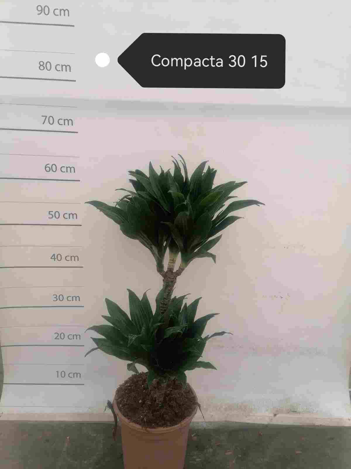 DRACAENA COMPACTA C 17 30.15 CM