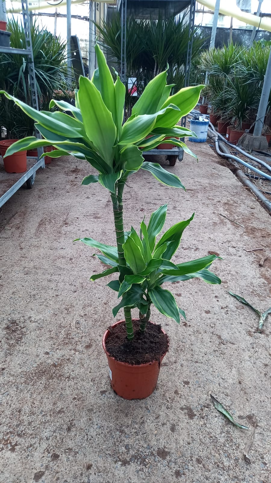 DRACAENA GOLD COAST C 17 45.15 CM