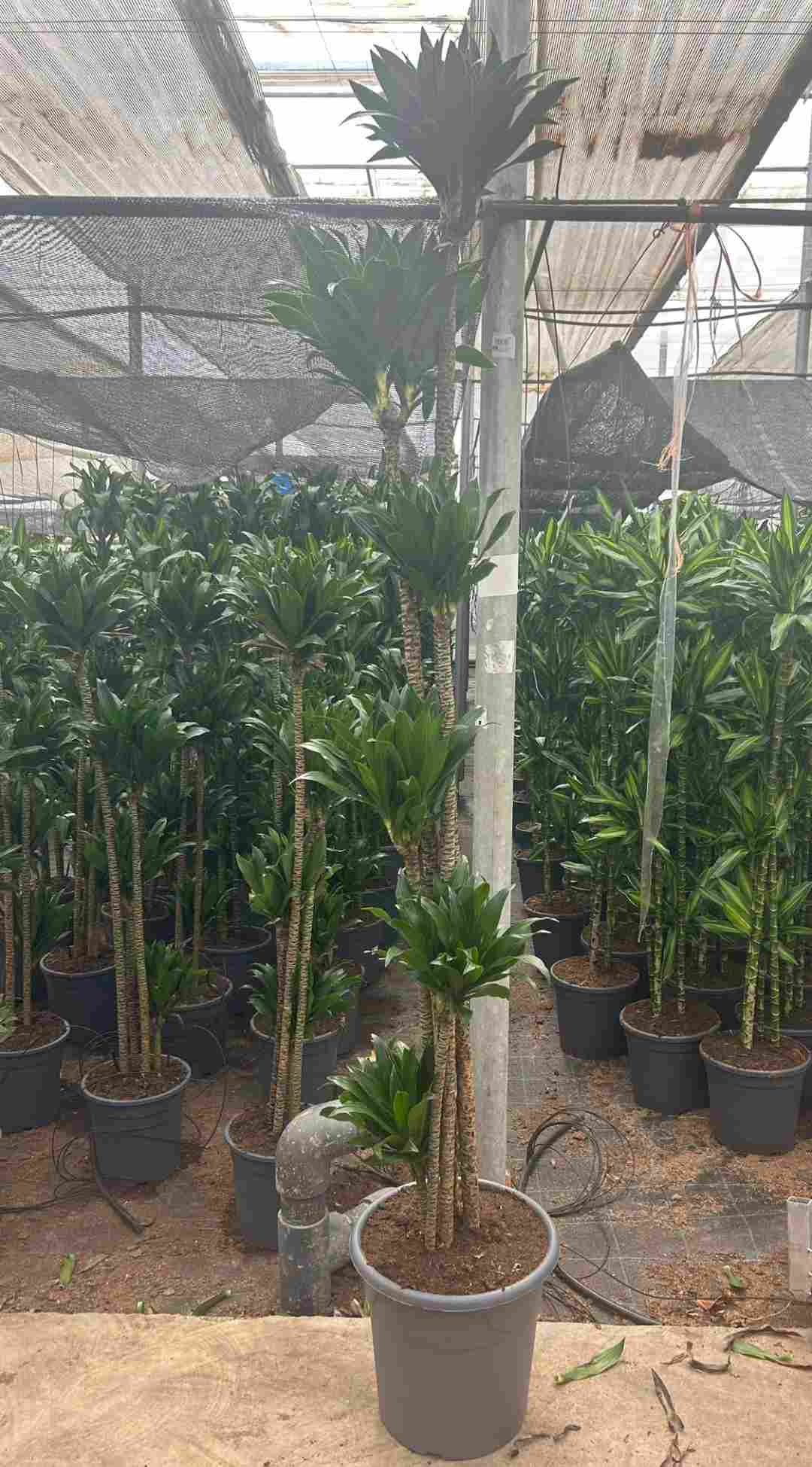 DRACAENA COMPACTA C 30 180.150.120.90.60.30 CM