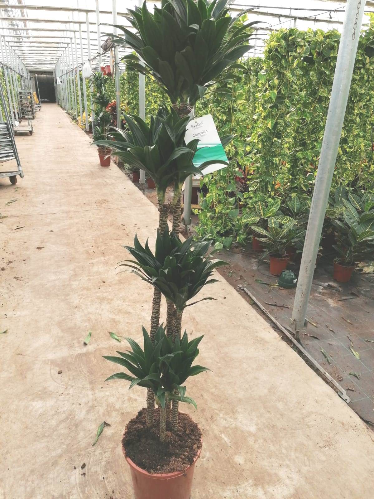DRACAENA COMPACTA C 25 120.90.60.30 CM