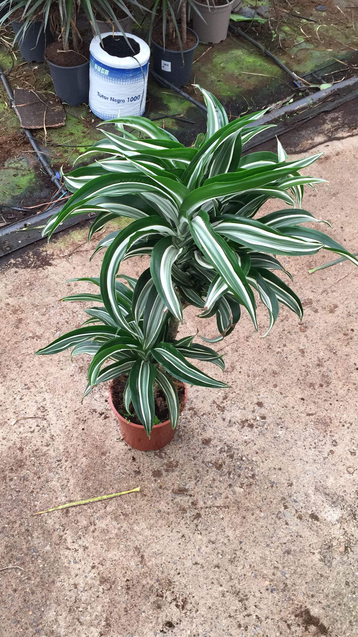 DRACAENA DEREMENSIS C 17 45.15 CM