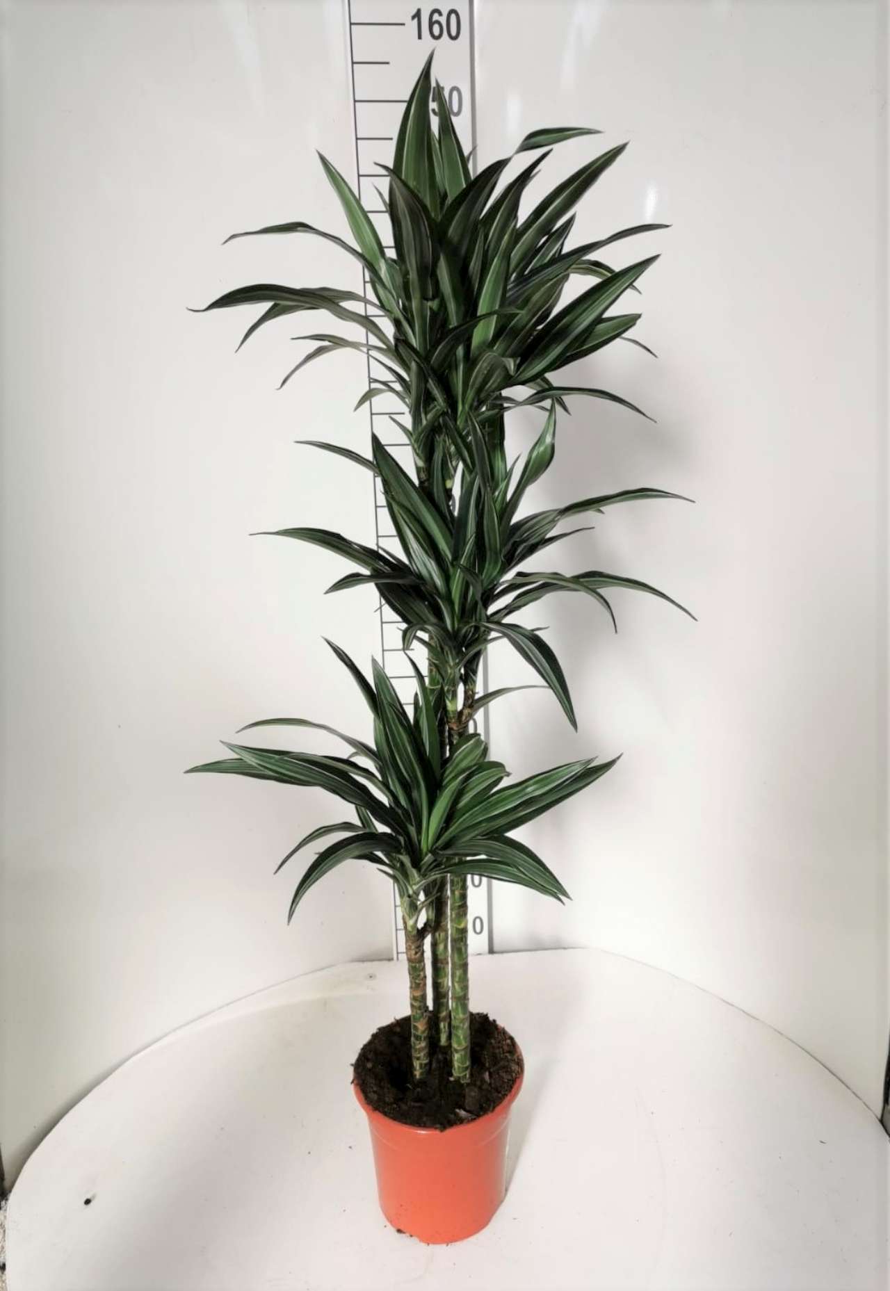 DRACAENA DEREMENSIS C 22 90.60.30 CM