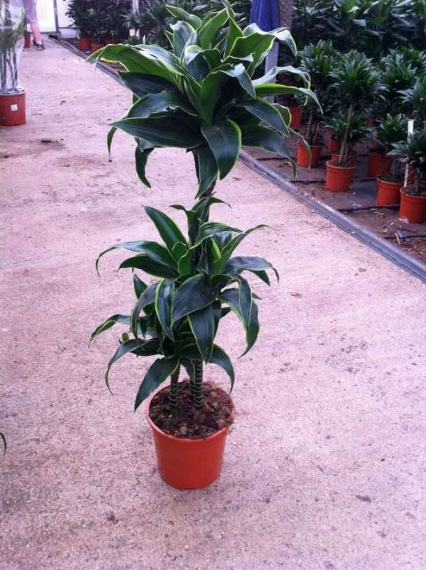 DRACAENA DORADO C 20 60.30.15 CM