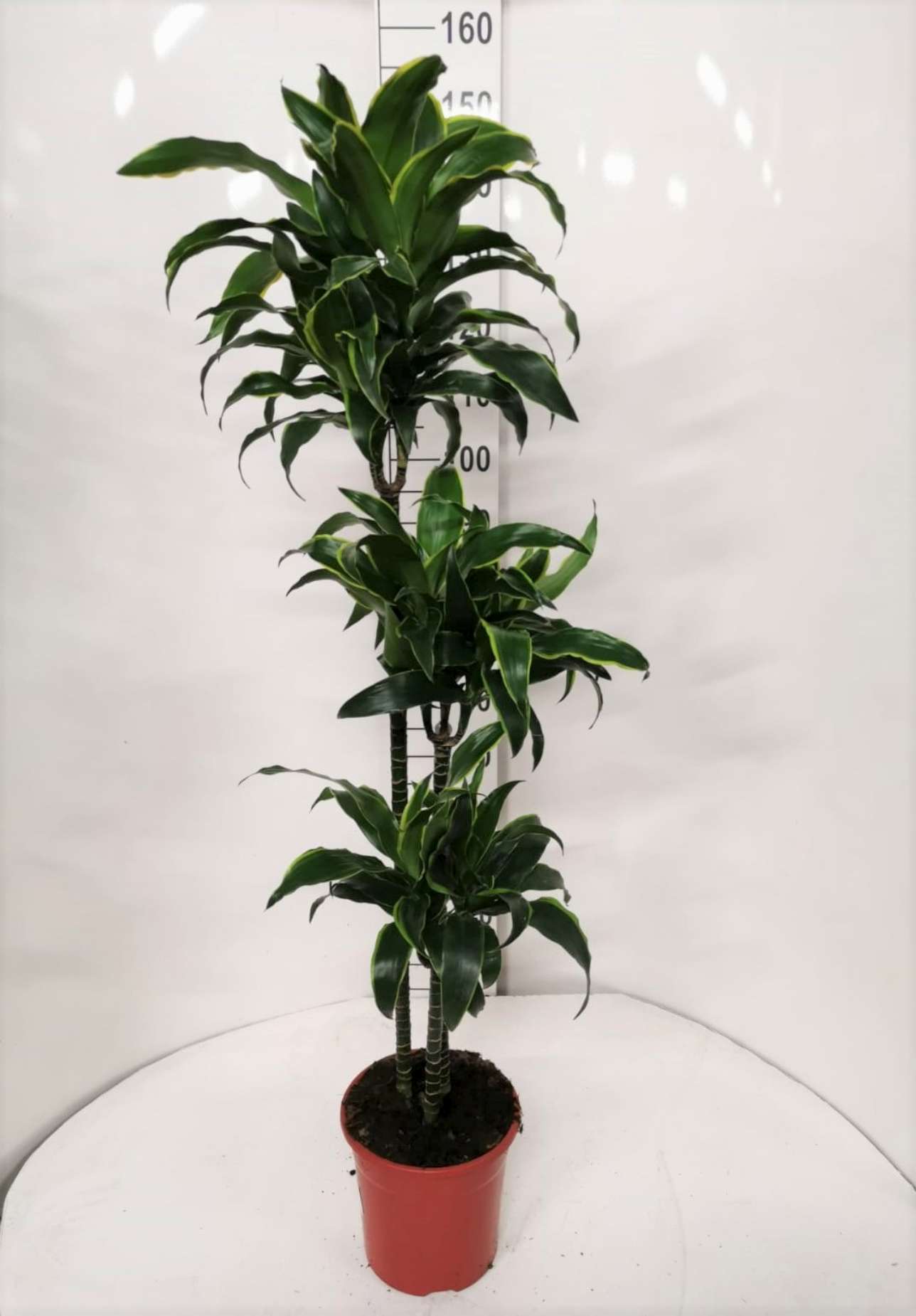 DRACAENA DORADO C 22 90.60.30 CM