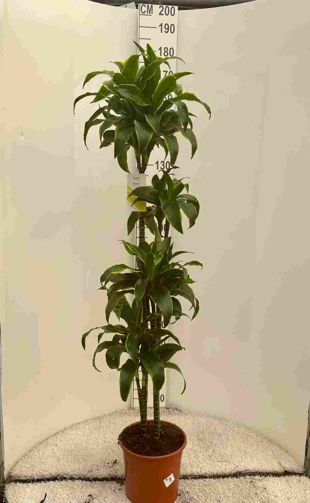 DRACAENA DORADO C 25 120.90.60.30 CM