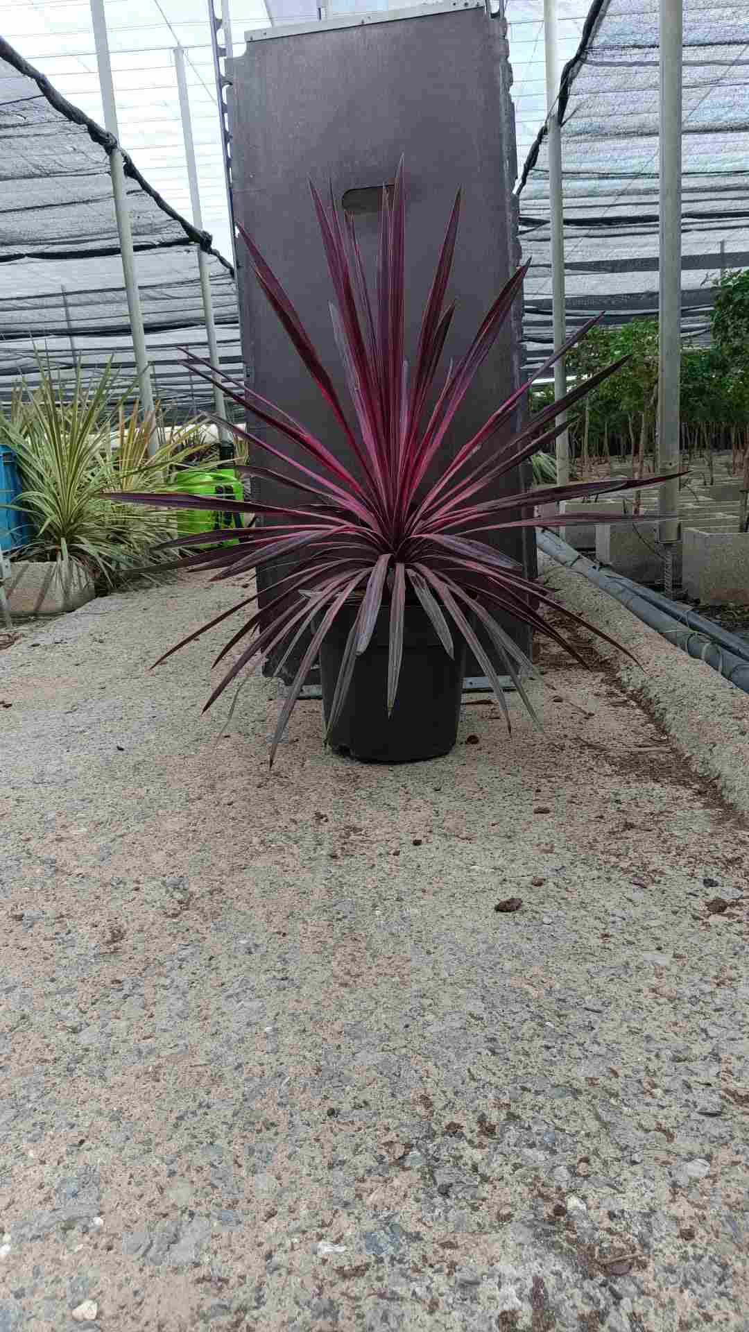 CORDYLINE PINK PASSION C 27