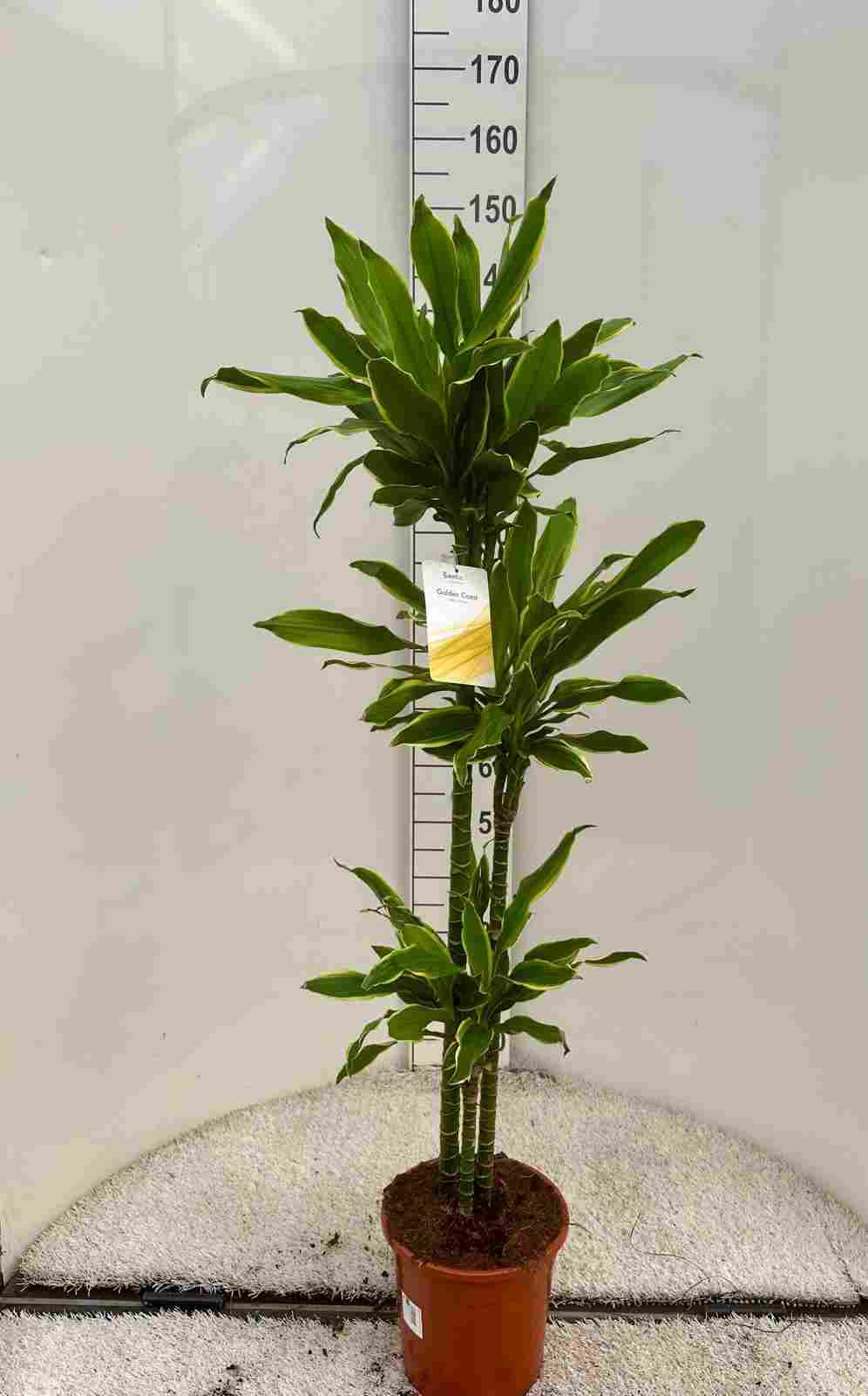 DRACAENA GOLD COAST C 22 90.60.30 CM