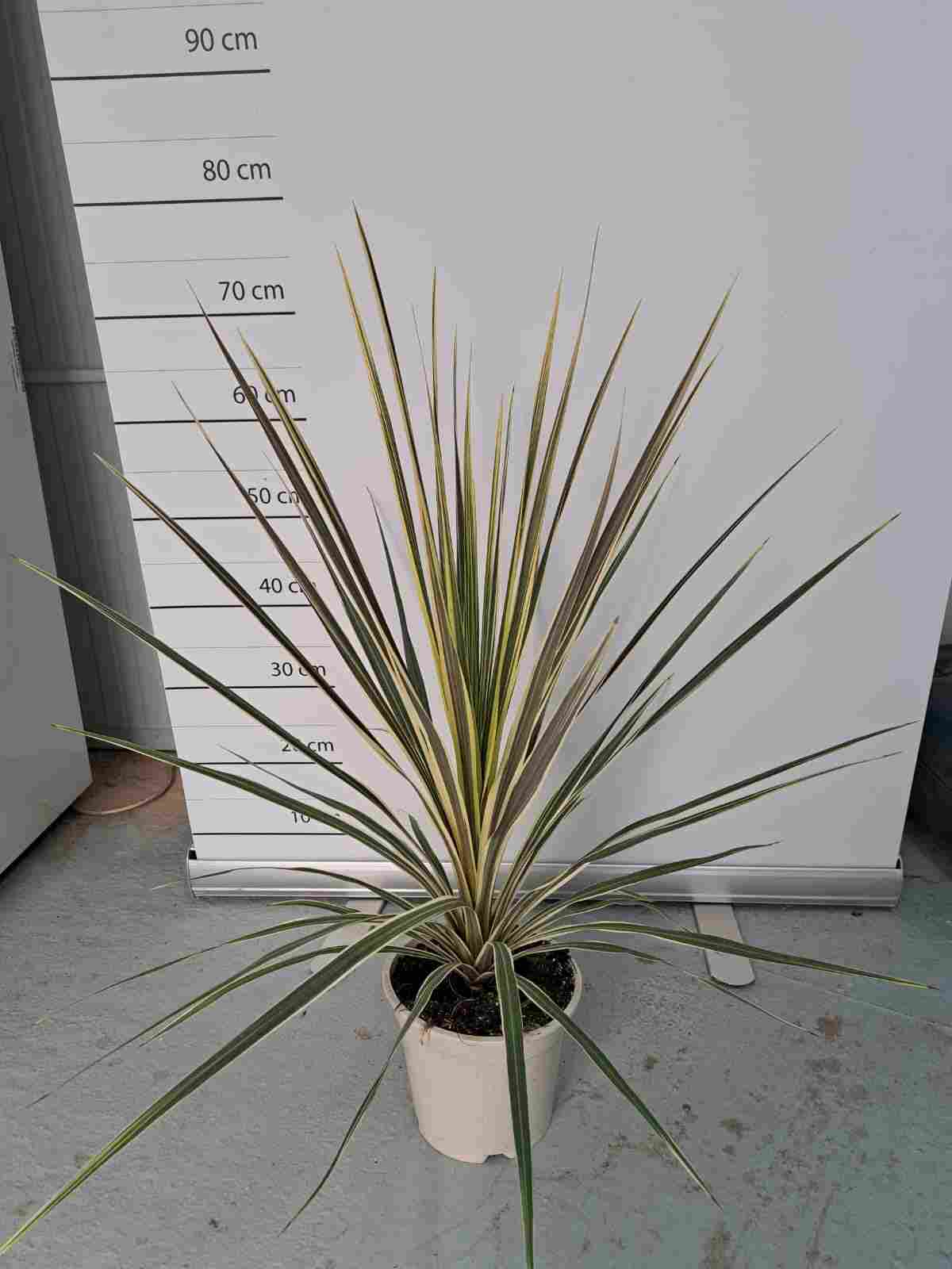 CORDYLINE TORBAY DAZZLER C 20