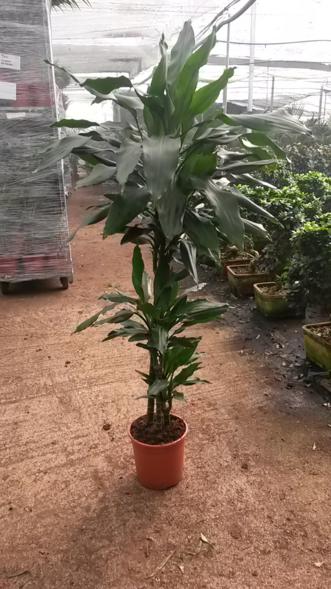 DRACAENA JANET LIND C 20 60.30.15 CM