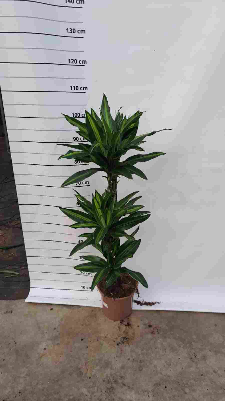 DRACAENA SILINDO C 20 60.30.15 CM