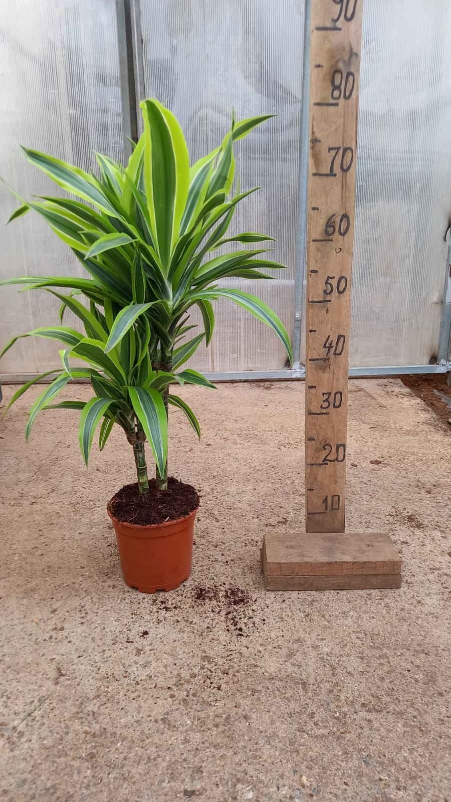 DRACAENA LEMON LIME C 16 30.15 CM