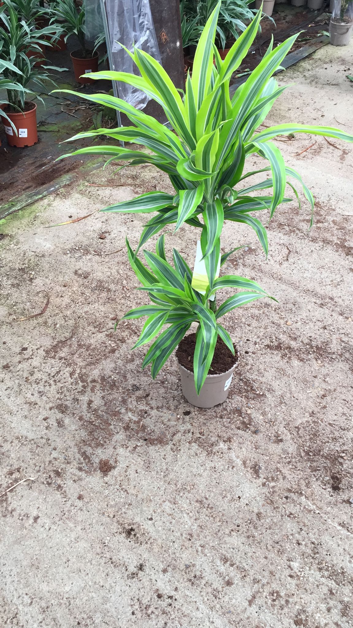 DRACAENA LEMON LIME C 17 45.15 CM A1