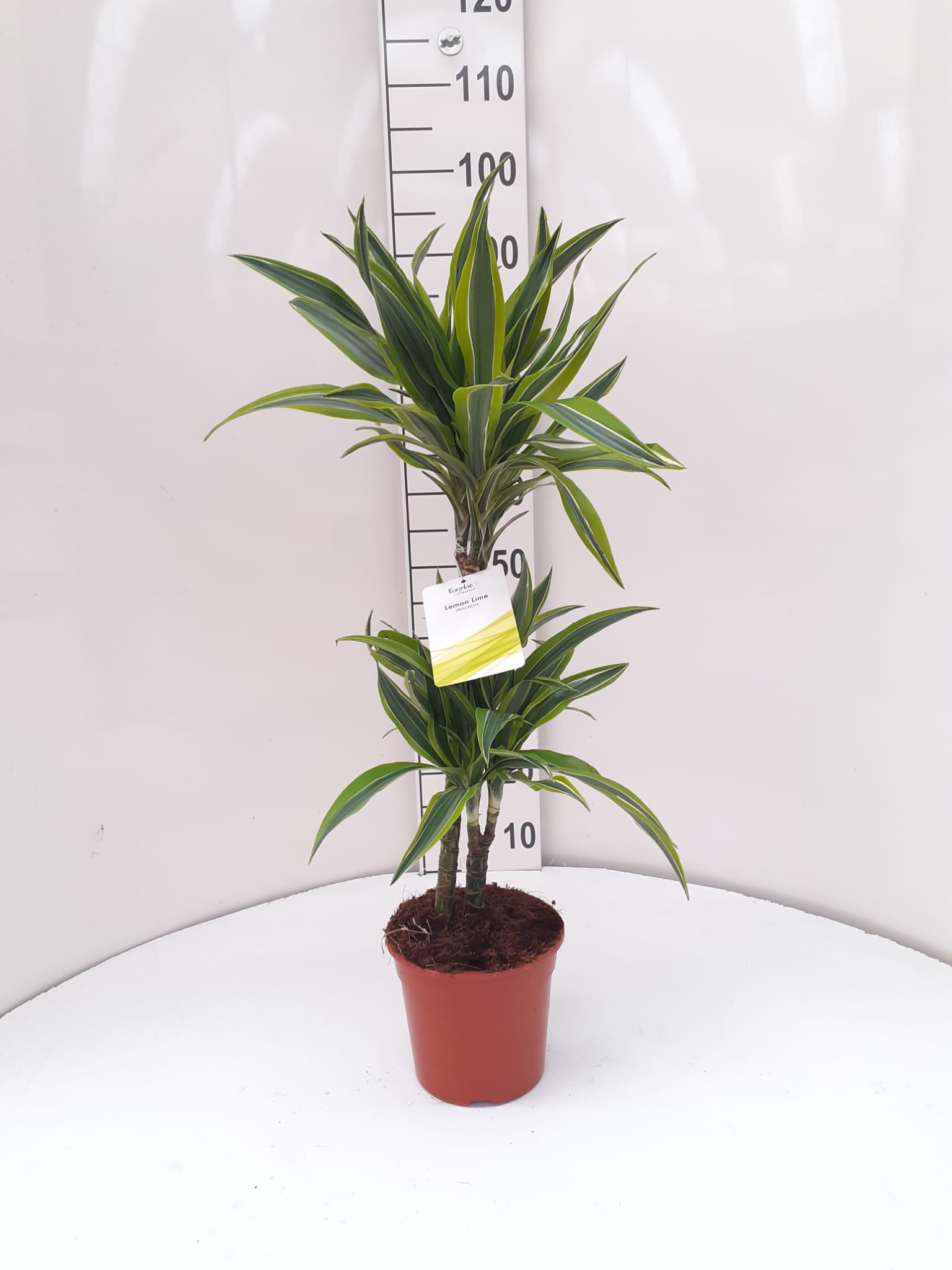 DRACAENA LEMON LIME C 17 45.15 CM