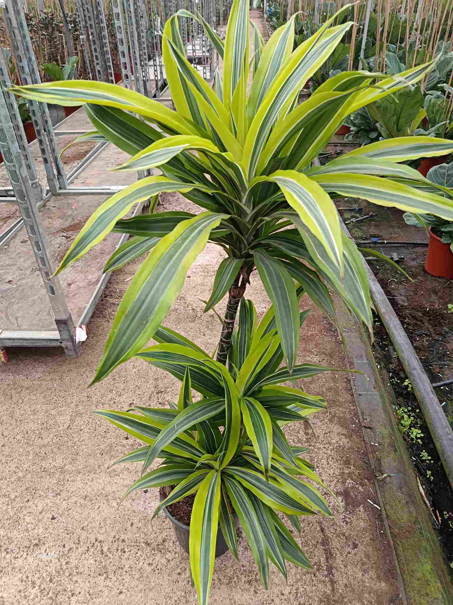 DRACAENA LEMON LIME C 20 60.30.15 CM A1