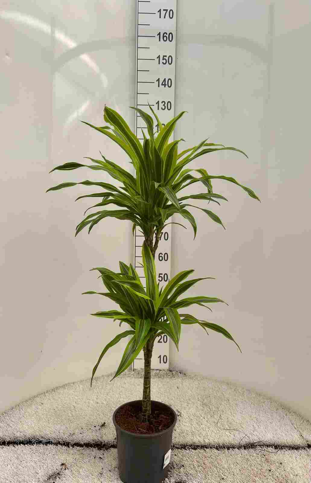 DRACAENA LEMON LIME C 20 60.30 CM