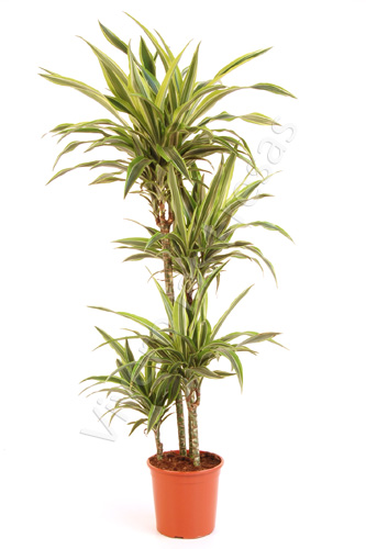 DRACAENA LEMON LIME C 22 90.60.30 CM