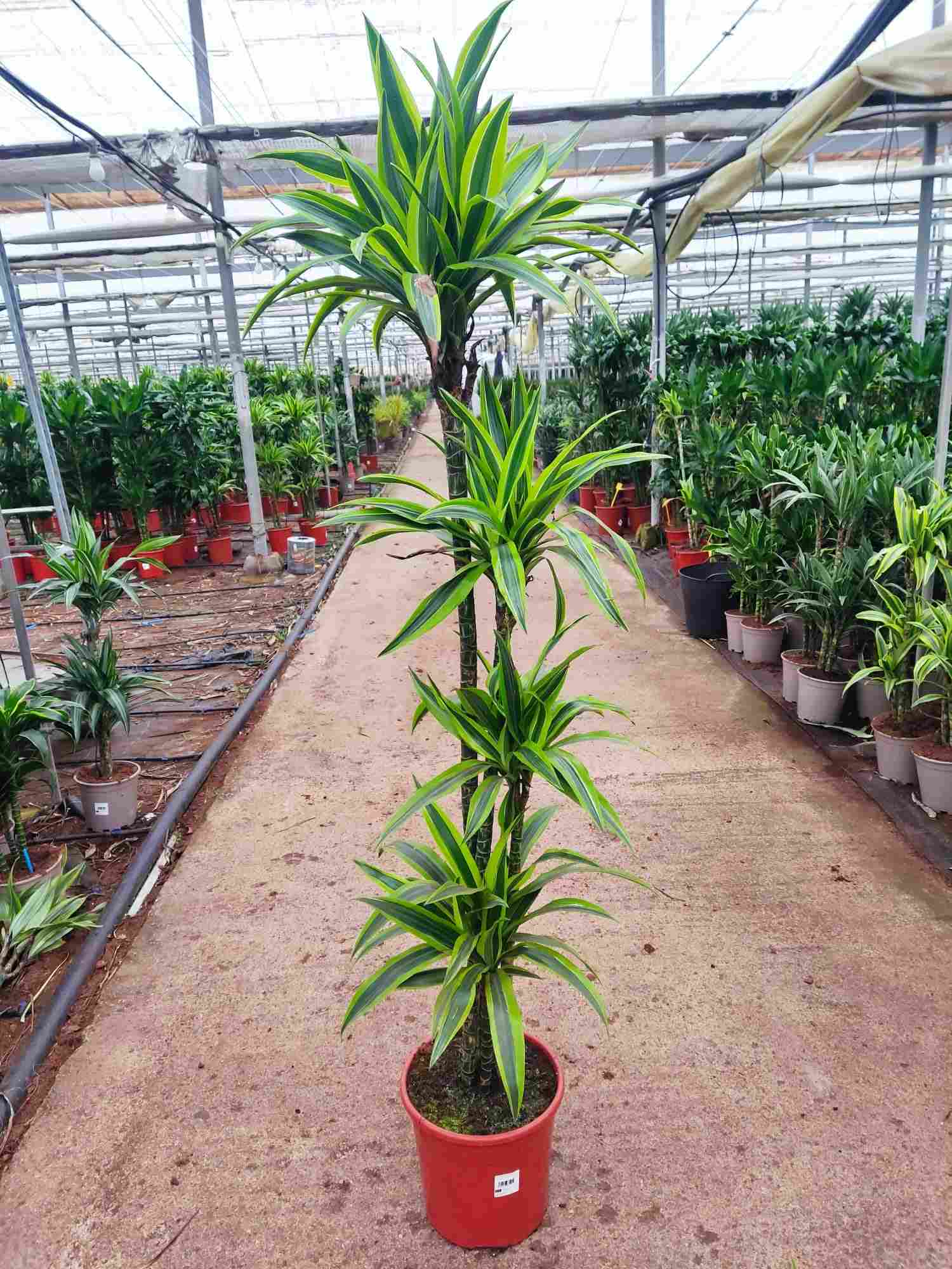 DRACAENA LEMON LIME C 25 120.90.60.30 CM