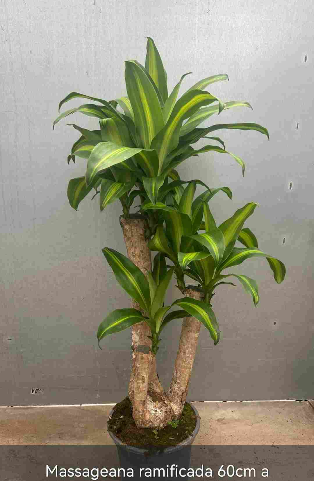 DRACAENA MASSANGEANA BRANCHED 24" 60 CM TRONCO C22