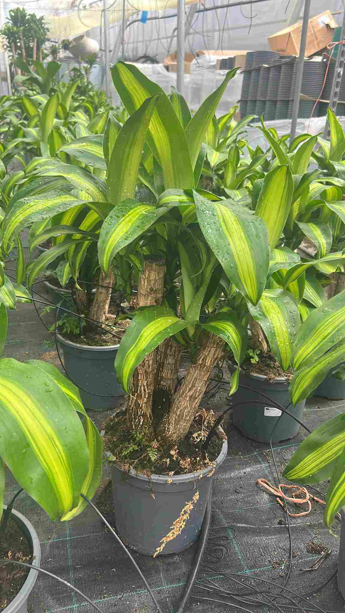 DRACAENA MASSANGEANA BRANCHED 18" C 22 45 CM