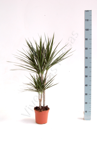 DRACAENA MARGINATA C 16 30.15 CM