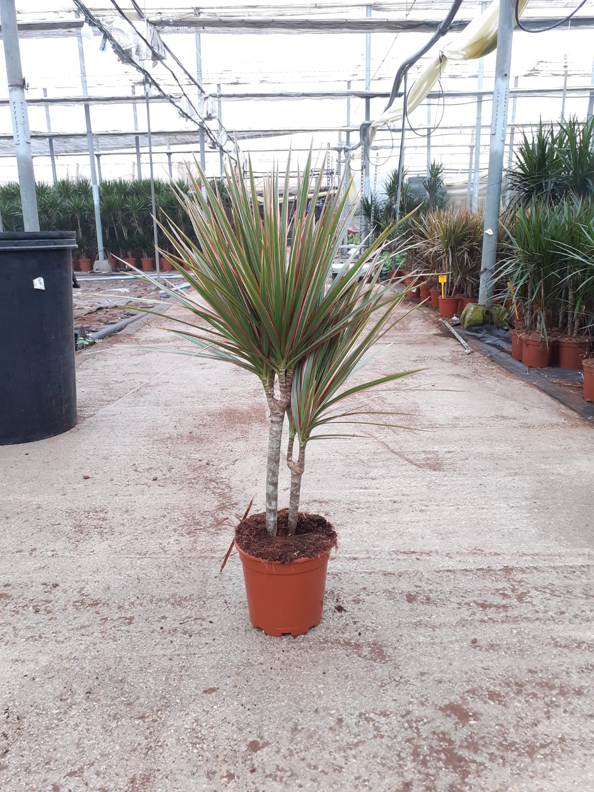 DRACAENA MARGINATA BICOLOR C 16 30.15 CM