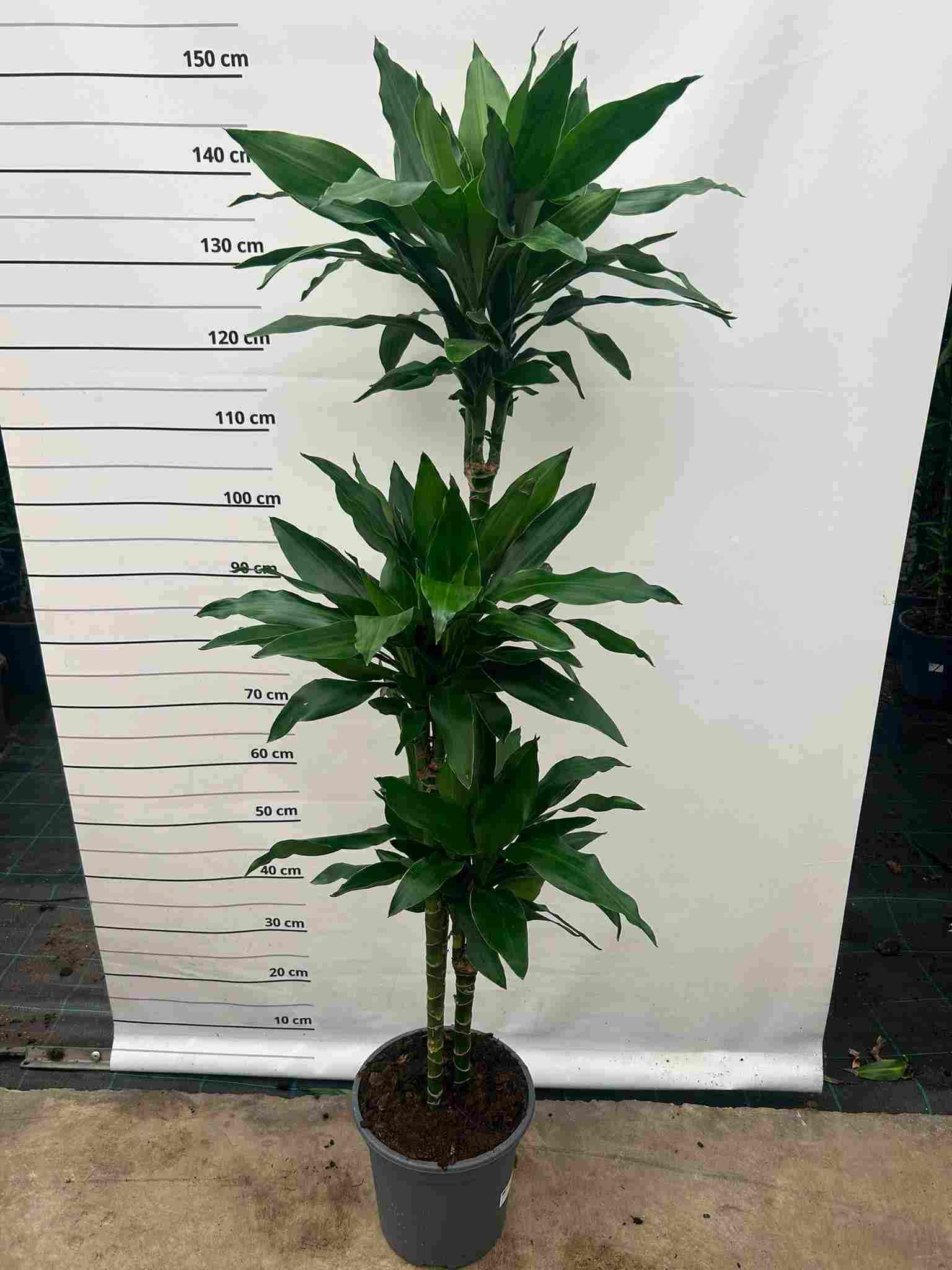 DRACAENA GREEN JEWEL C 24 90.60.30 CM