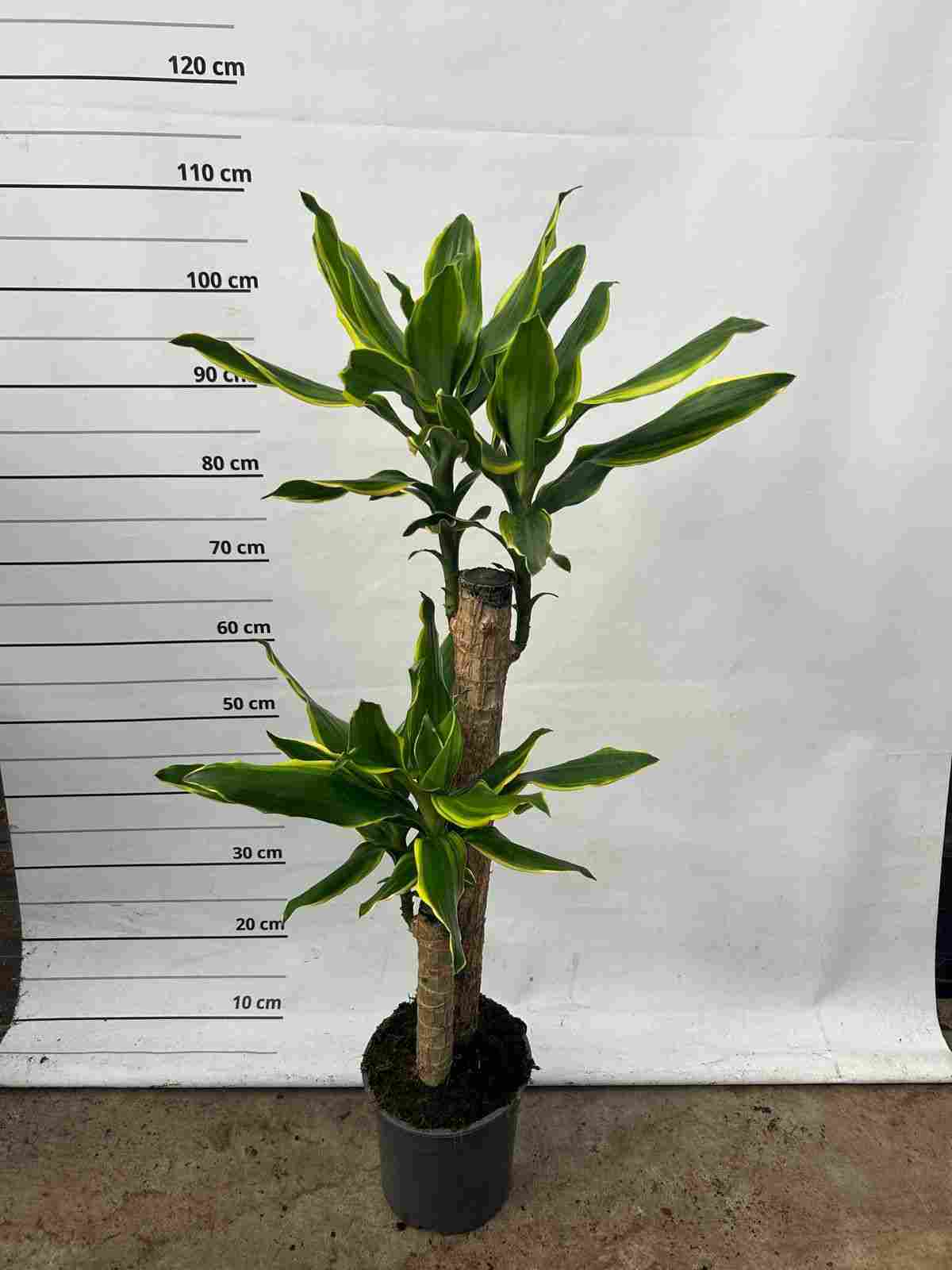 DRACAENA ESTEUNDERI GOLD COAST C 20 60.30 CM