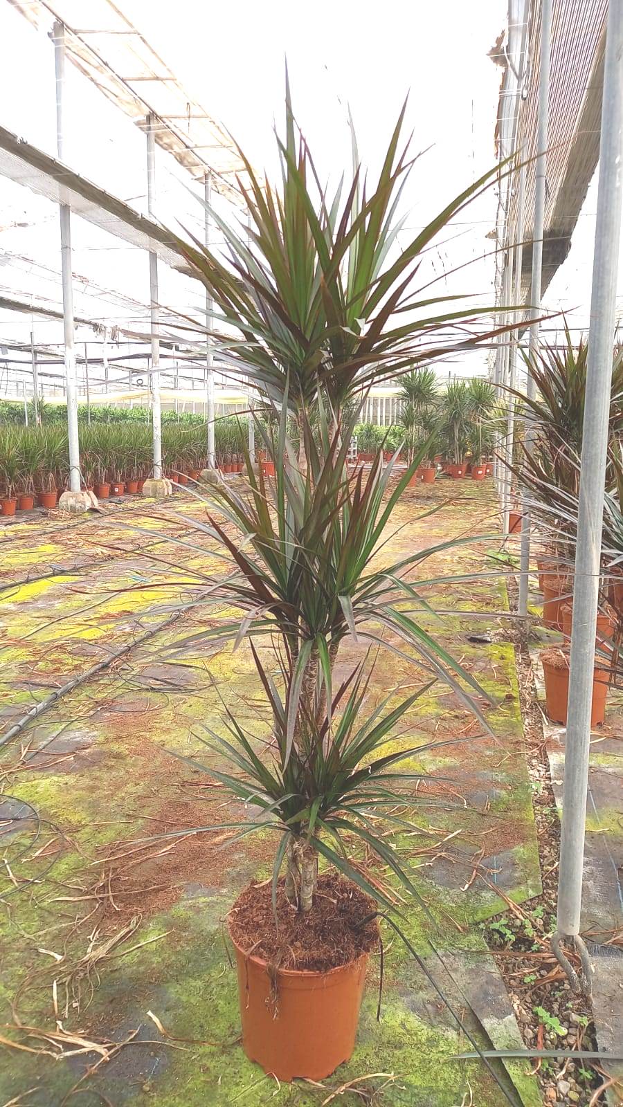 DRACAENA MAGENTA C 20 60.30.15 CM