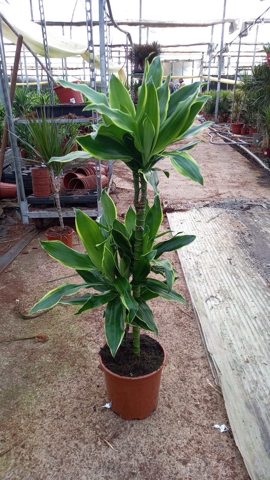 DRACAENA GOLD COAST C 20 60.30.15 CM