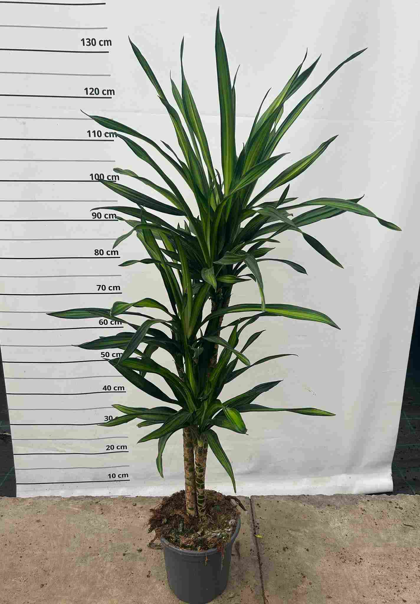 DRACAENA RICKI C 20 60.30 15.CM