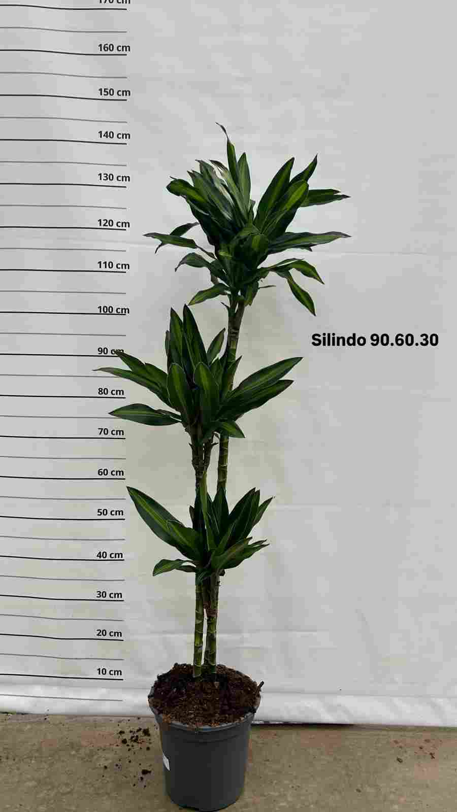 DRACAENA SILINDRO C 22 90.60.30 CM