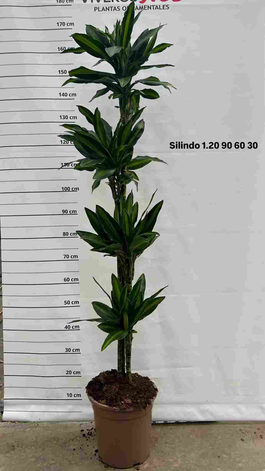 DRACAENA SILINDRO C 25 120.90.60.30