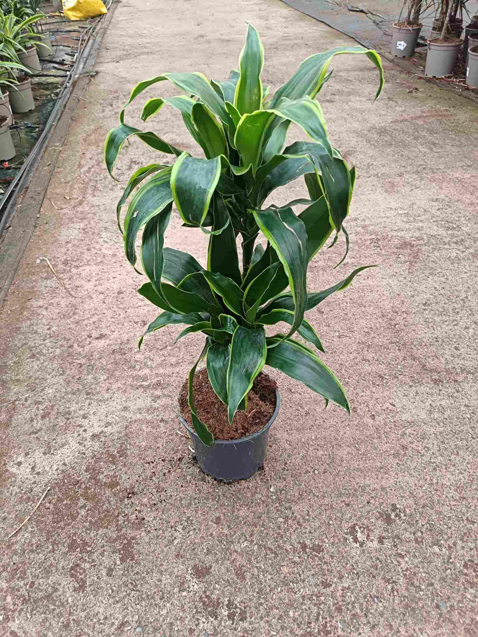 DRACAENA MIX C 16 30.15 CM A2