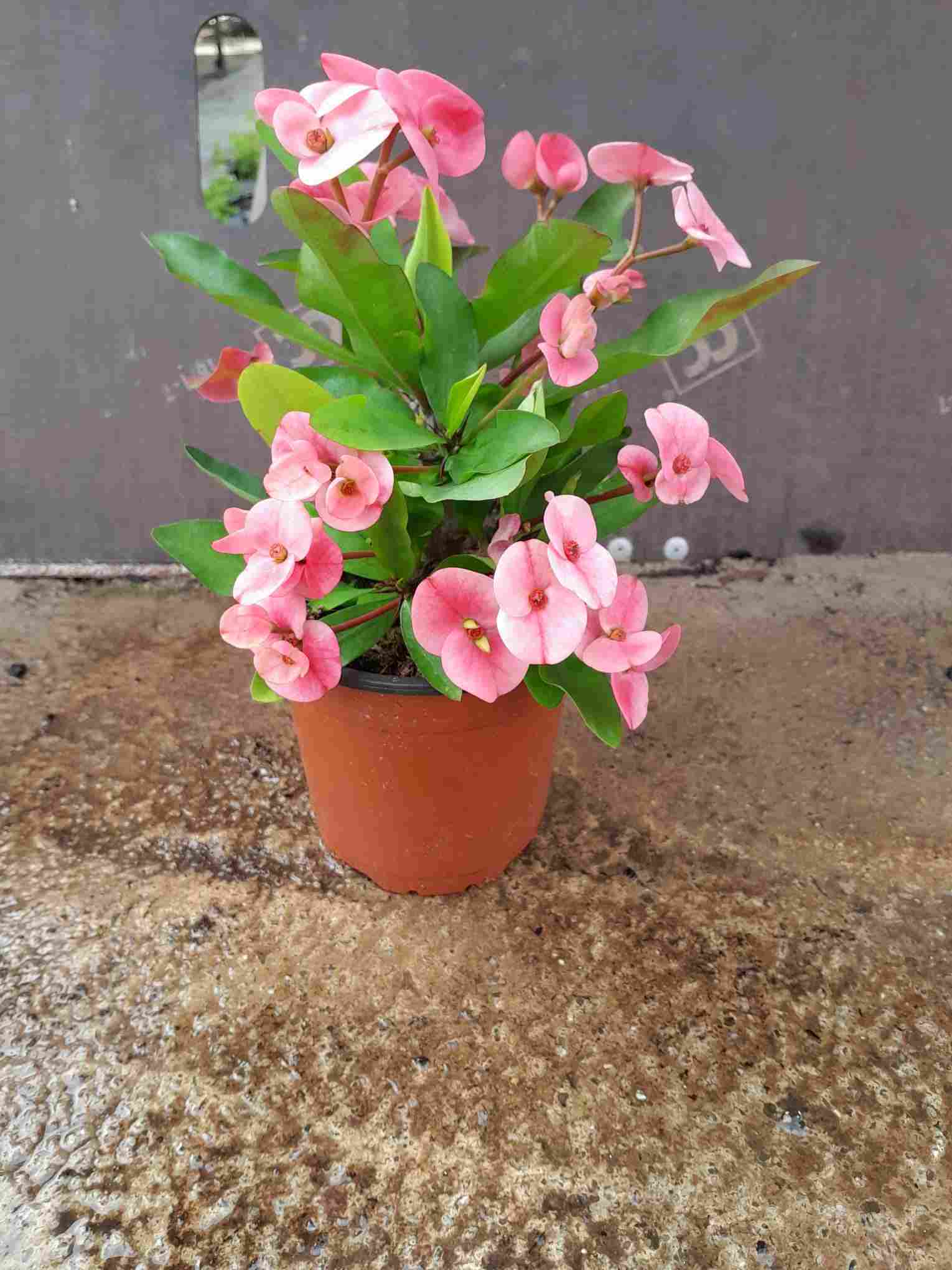 EUPHORBIA MILLI C 14 FLOR GRANDE - QUEEN