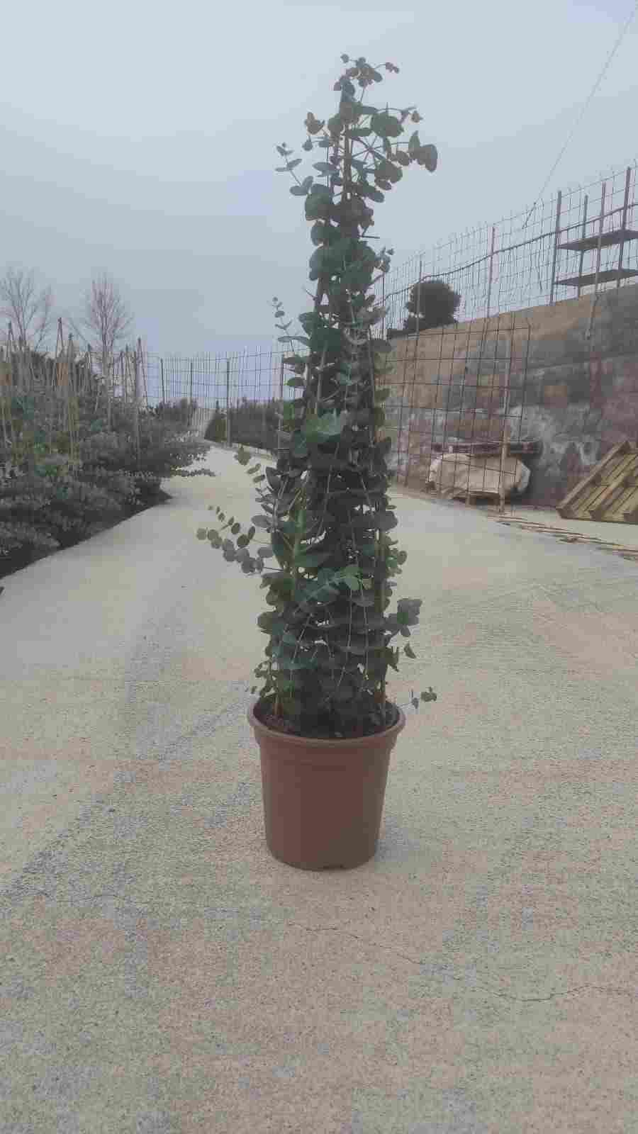 EUCALIPTO C 24 PIRAMIDE 1.10 M