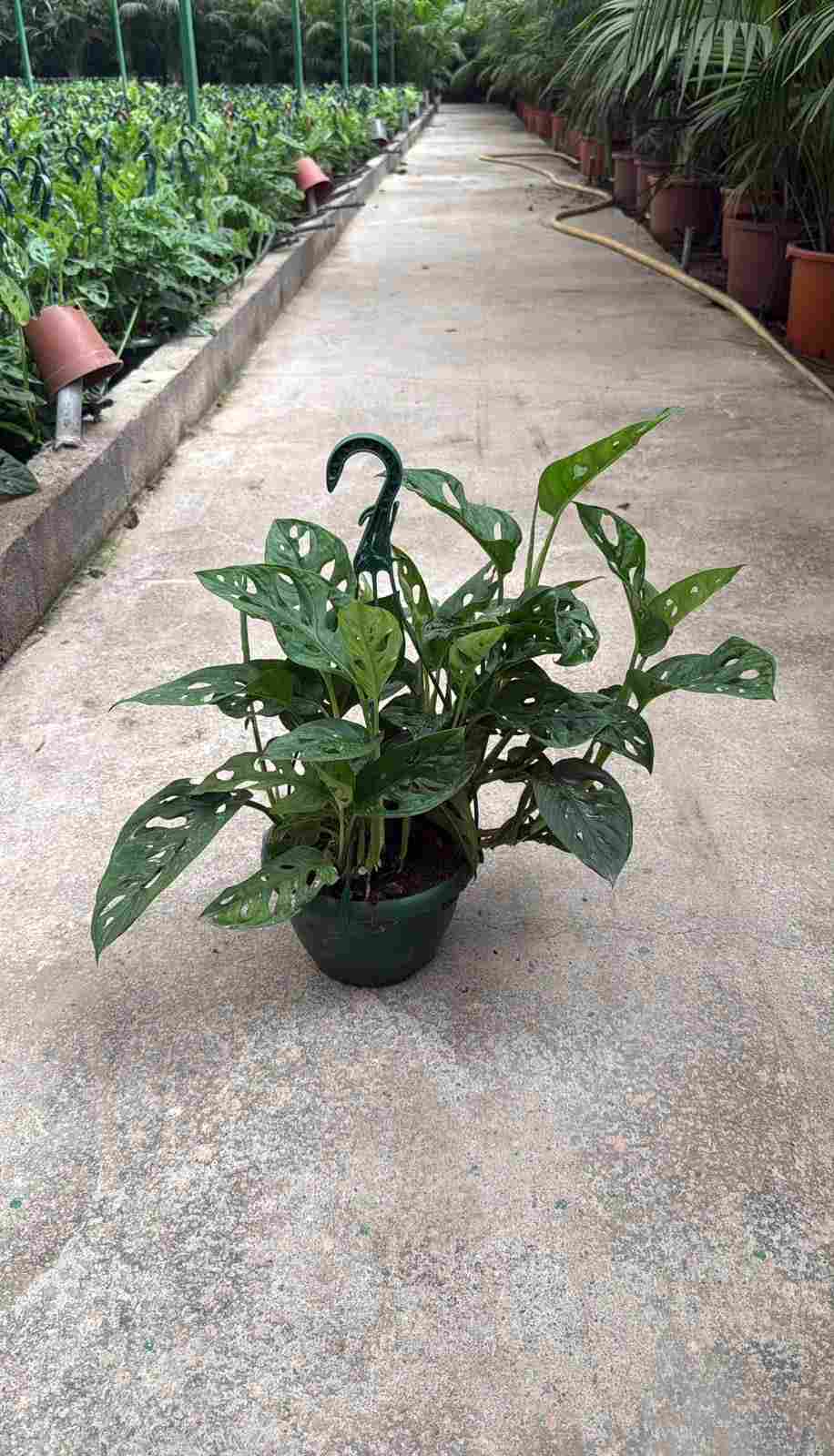 MONSTERA ADANSONI C 20