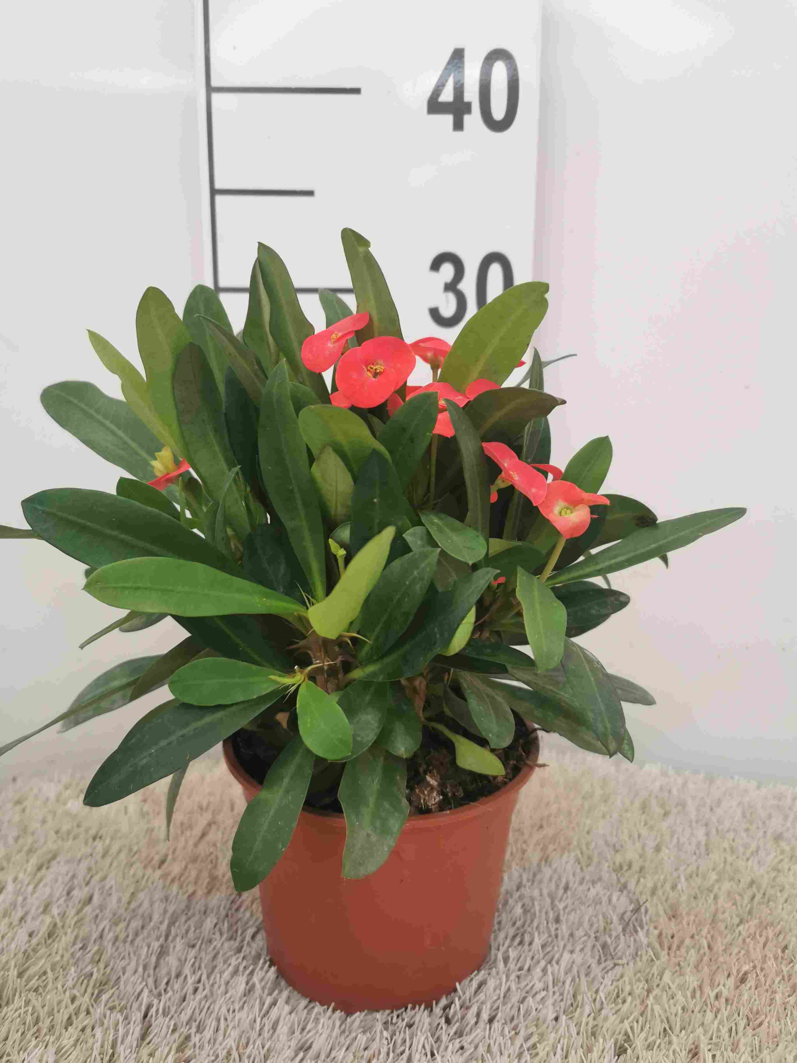 EUPHORBIA MILLI C 14