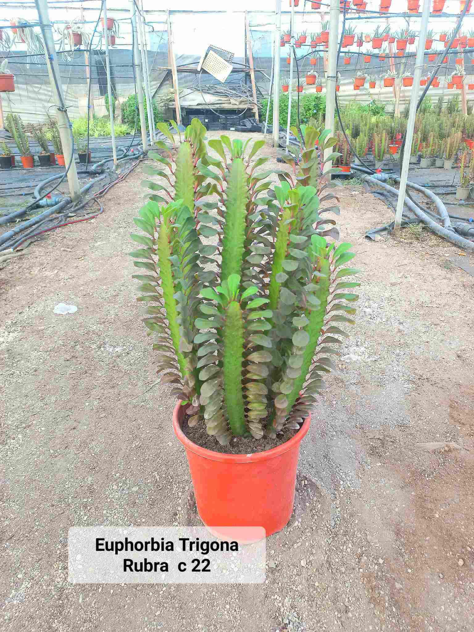 EUPHORBIA TRIGONA C 22