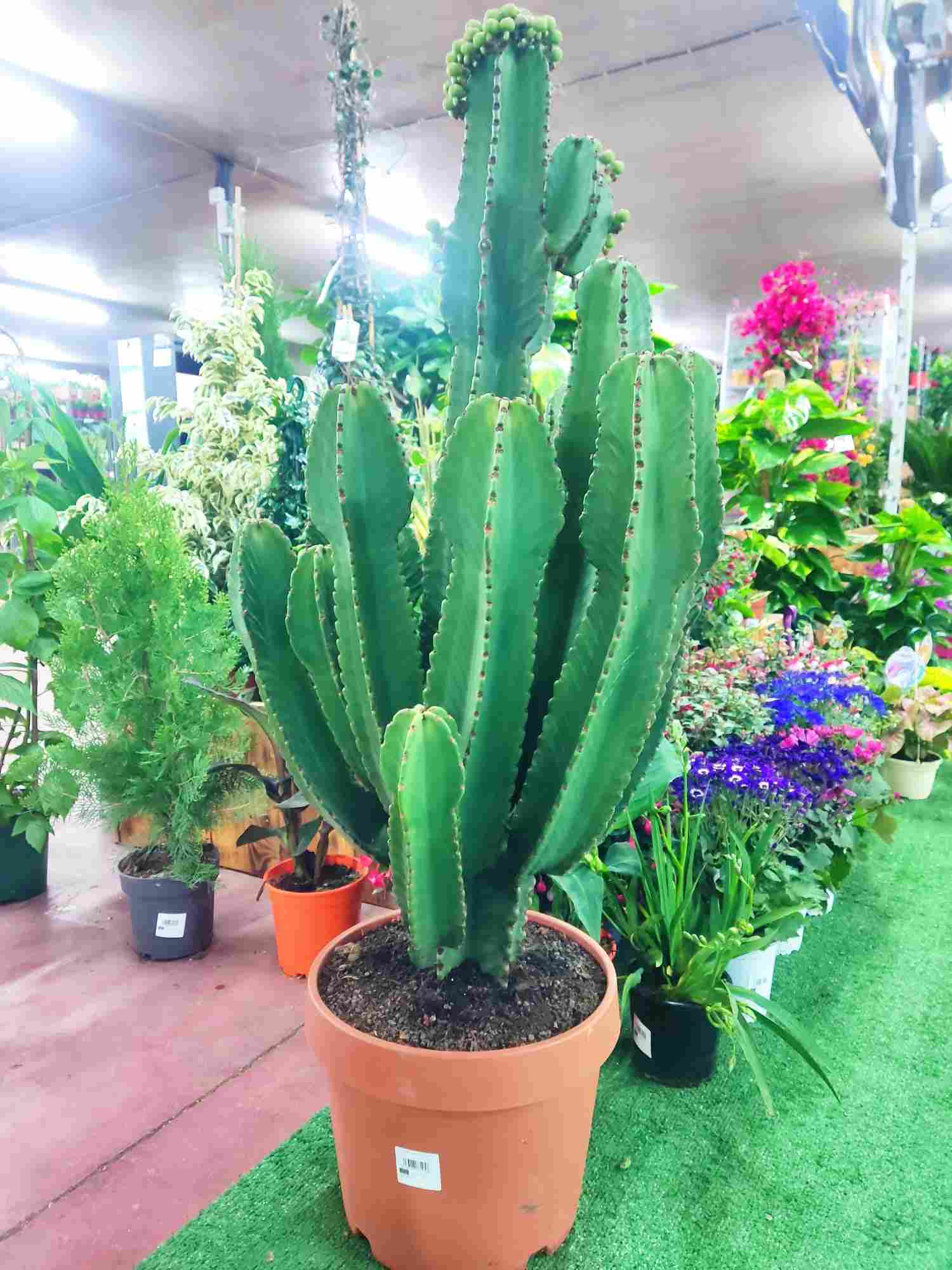 EUPHORBIA INGENS C 32 RAMIFICADA
