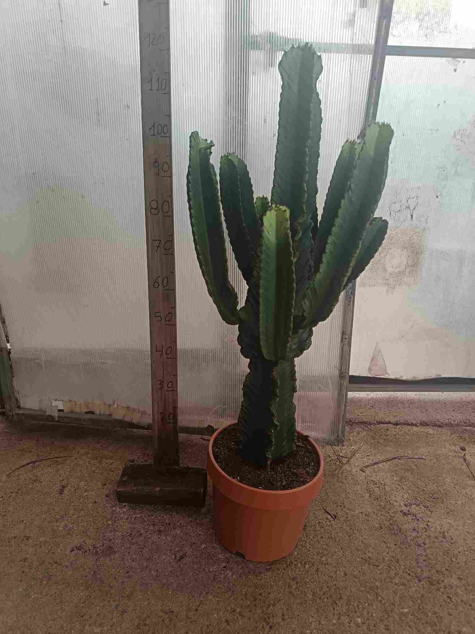 EUPHORBIA INGENS C 32