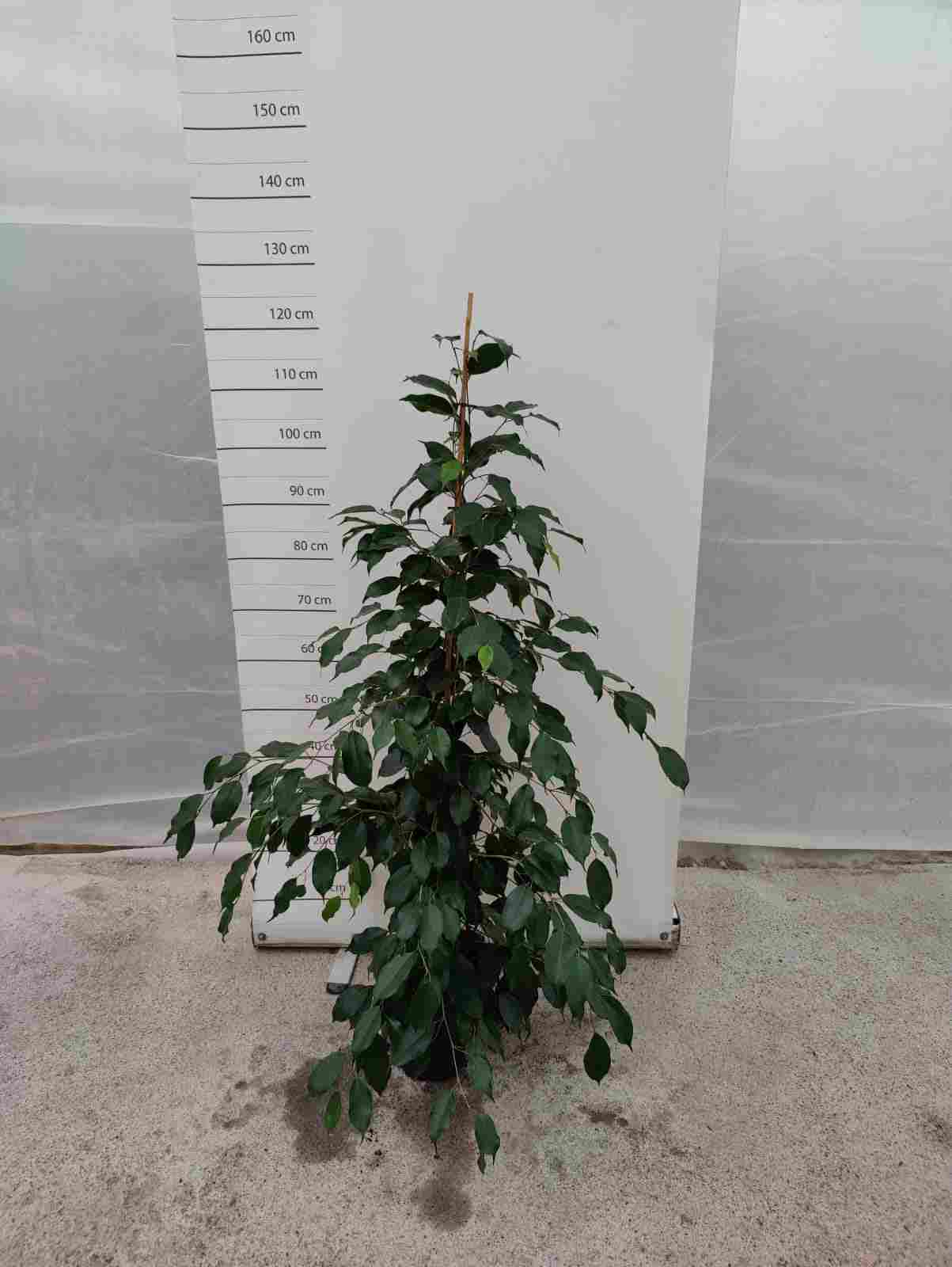 FICUS BENJAMINA "EXOTICA" C 20 1.20 M