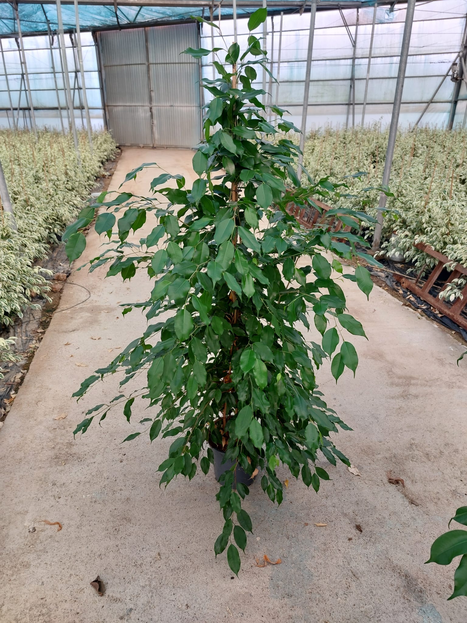 FICUS BENJAMINA "EXOTICA" C 22 1.50 M