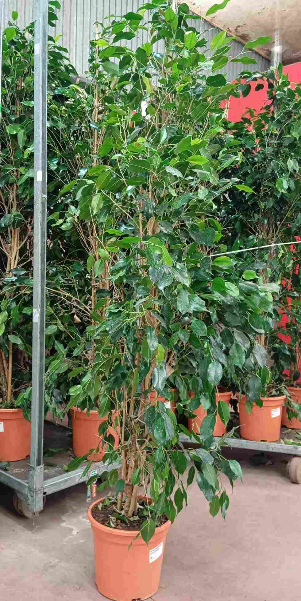 FICUS DANIELLE C 25 1.80 M A2