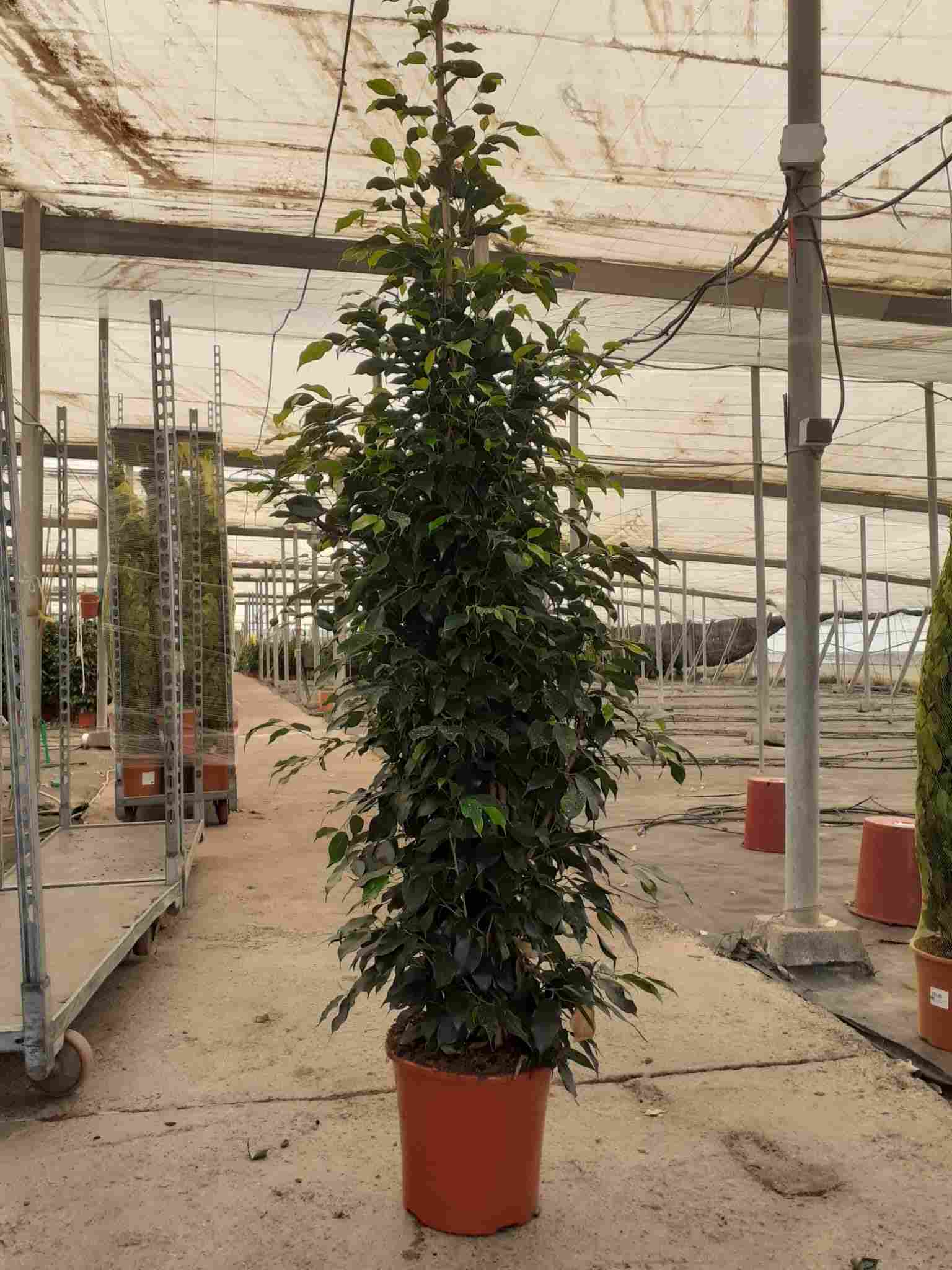 FICUS DANIELLE C 25 1.80 M