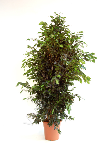 FICUS DANIELLE C 35 2.10 M