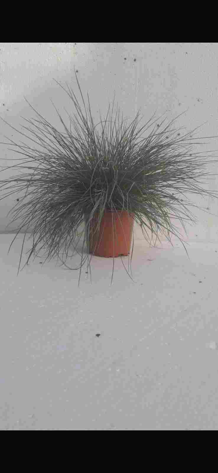 FESTUCA C 13